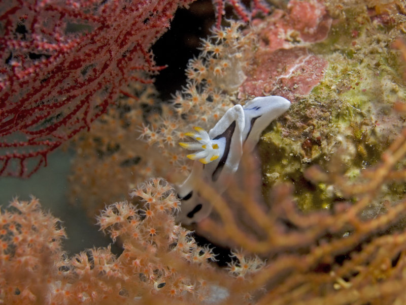 Nudibranch, Mid Reef